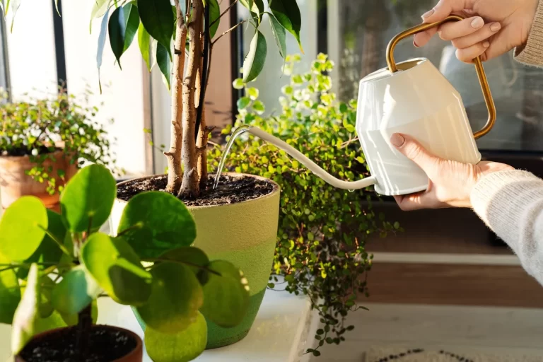 quand et comment arroser les plantes d'intérieur en hiver