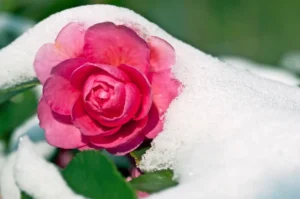 quand fleurissent les camélias