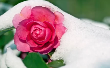 quand fleurissent les camélias