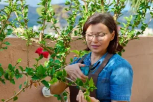 quand tailler un hibiscus comment faire conseils pratiques astuces