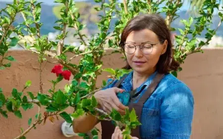 quand tailler un hibiscus comment faire conseils pratiques astuces