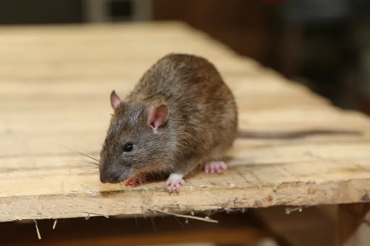 que faire contre les rats