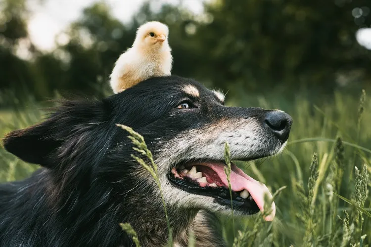 que faire pour proteger habituer empecher un chien d'attaquer les poules dans le poulailler astuces