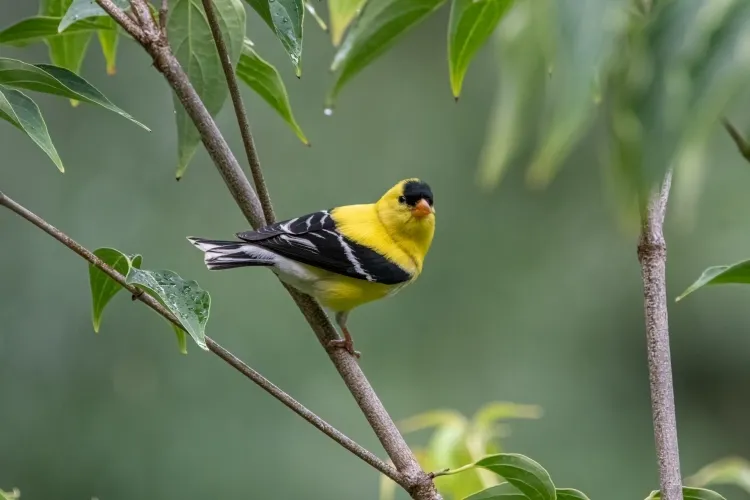 que mangent les chardonnerets migration oiseaux liée climat besoin reproduction changement climatique