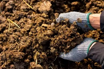 quel fumier pour protéger le sol de jardin du froid gel lapin vache mouton cheval poule