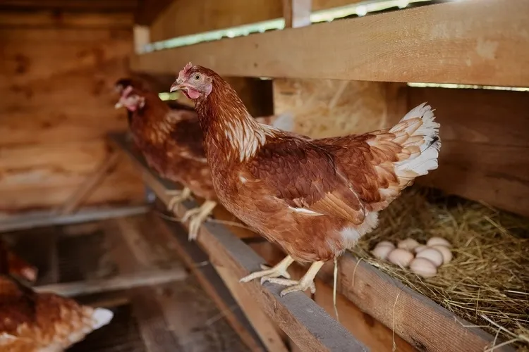 quel pondoir pour poules récup clôture poulets être abri chaud sec protégés prédateurs intempéries