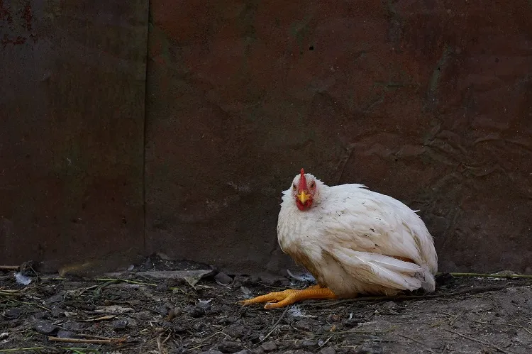 quel vermifuge naturel pour les poules qui ont des vers comment soigner traiter naturellement