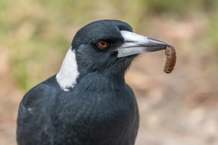 quelle est la nourriture préférée des pies graines fruits hiver alimentation apprivoiser 