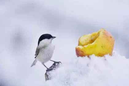 quelle nourriture donner aux oiseaux en hiver fruits graines tournesol monika surzin shutterstock