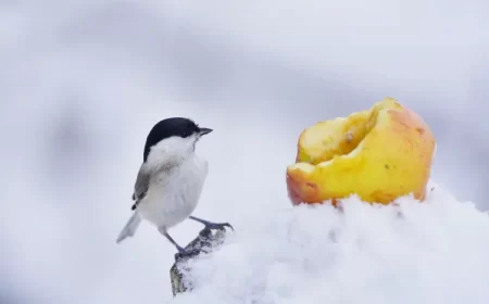 quelle nourriture donner aux oiseaux en hiver fruits graines tournesol monika surzin shutterstock