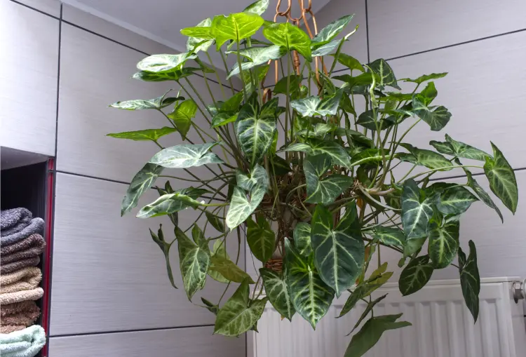 quelle plante dans une salle de bain sombre sans fenêtre lumière choisir noir philodendron entretien 