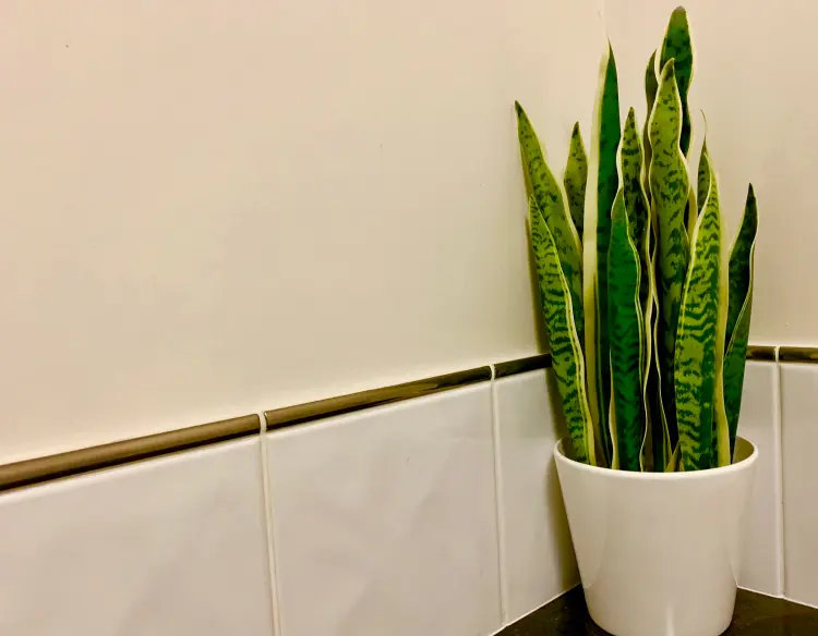 quelle plante dans une salle de bain sombre sans lumière fenêtre sans terre eau humidité
