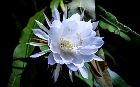 quelle plante peut vivre dans le noir sans lumière pieces sans fenetres