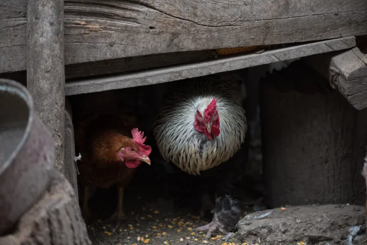 quelles astuces protéger les poules des buses sans nuire aux rapaces protégés par la loi