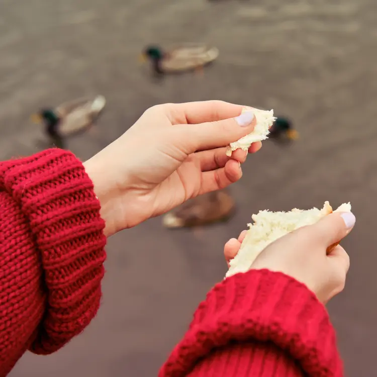 quels aliments ne pas donner aux oiseaux hiver nourriture interdite dangereux 