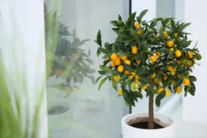 qu'est ce que le kumquat citrus japonica agrume rustique