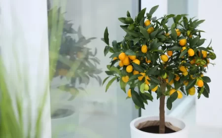 qu'est ce que le kumquat citrus japonica agrume rustique