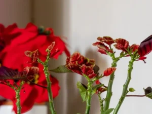 récupérer un poinsettia tailler encourager nouvelle croissance garder belle forme