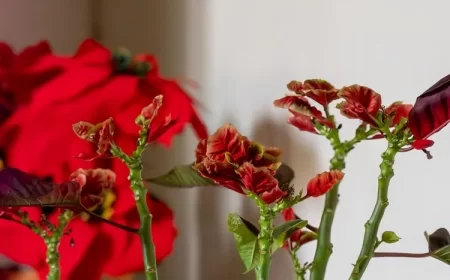 récupérer un poinsettia tailler encourager nouvelle croissance garder belle forme