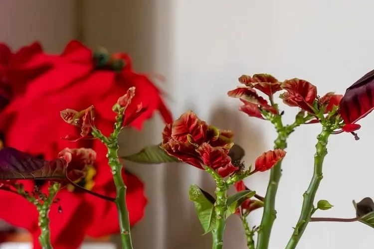 récupérer un poinsettia tailler encourager nouvelle croissance garder belle forme
