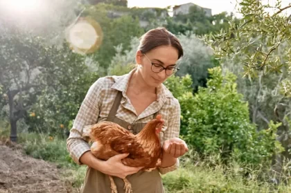 restes alimentaires à donner aux poules