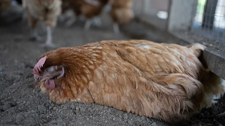 retention d'oeuf coincé mal de ponte interne poules que faire symptômes causes remèdes