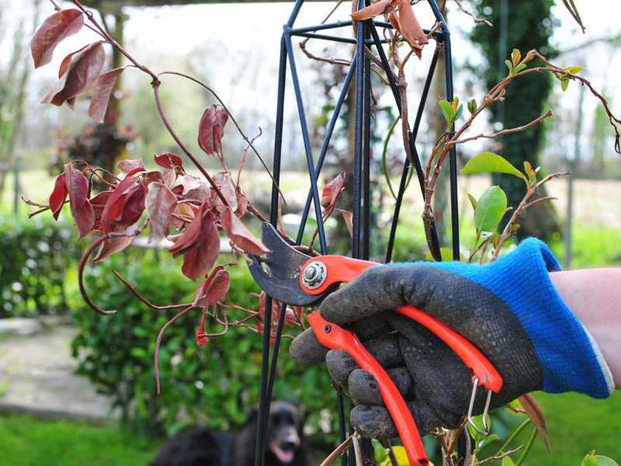 sauver le Dipladénia du froid en hiver