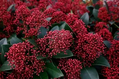 skimmia plante en fleurs feuilles persistantes qui supporte le gel froid