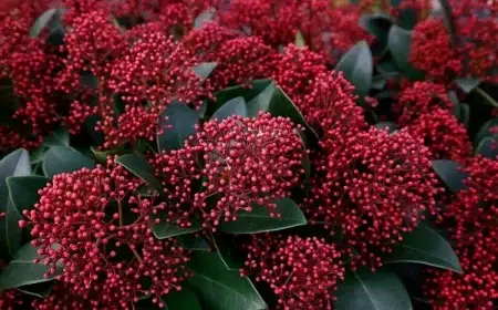 skimmia plante en fleurs feuilles persistantes qui supporte le gel froid