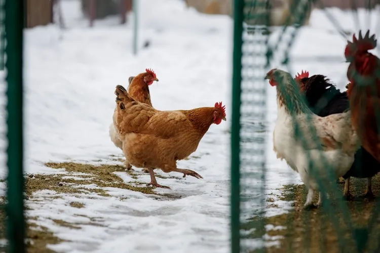 soigner les poules en hiver aménager un parcours extérieur