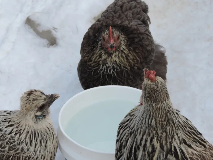 soigner les poules en hiver protéger l'eau dans l'abreuvoir du gel