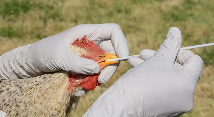 symptômes de la grippe aviaire chez les poules