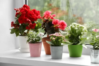 top 5 plantes dinterieur