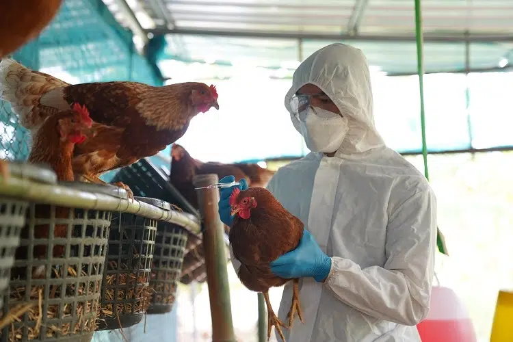 traitement de la grippe aviaire chez les poules