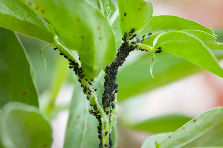 utiliser la peau des agrumes dans le jardin compost parasites citron plantes