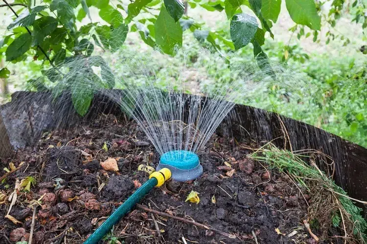 À quelle fréquence arroser le compost