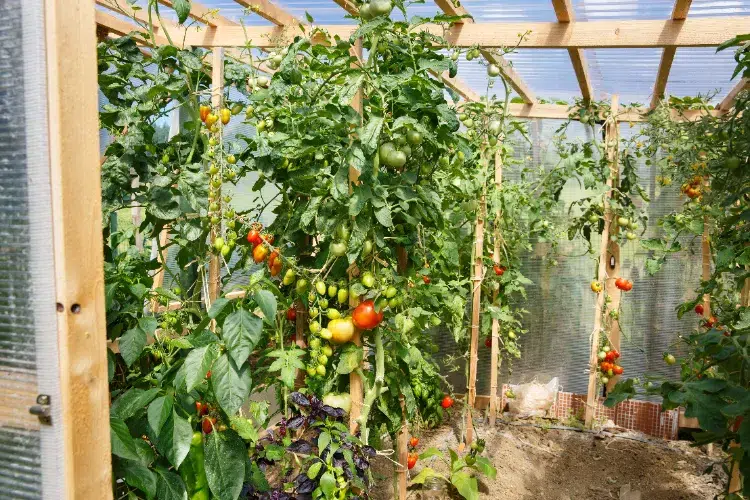 aérer réussir la culture des tomates experts pied semis tuteur
