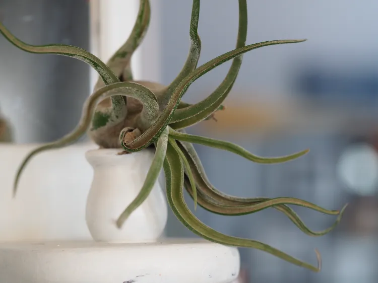 aérienne méduse trachyandra les plantes intérieur les plus bizarres