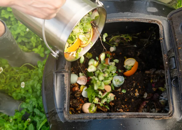 ail et oignon dans le compost légume types aliments oranges déchets