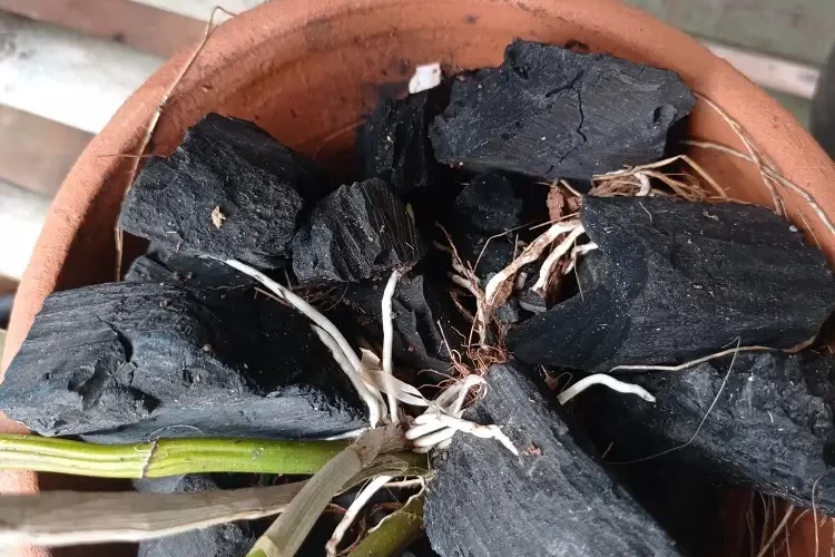 ajouter du charbon et du cendre de bois aux orchidées
