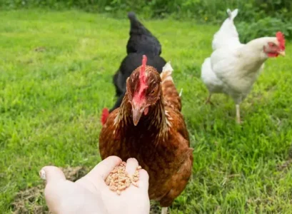 antibiotiques naturels pour poules