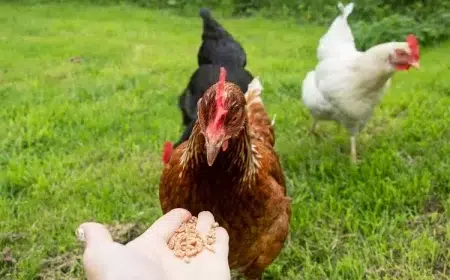 antibiotiques naturels pour poules