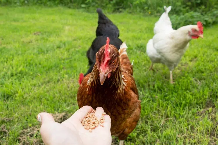 antibiotiques naturels pour poules