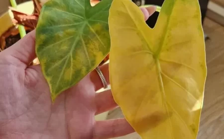 colocasia pourquoi les feuilles de taro jaunissent