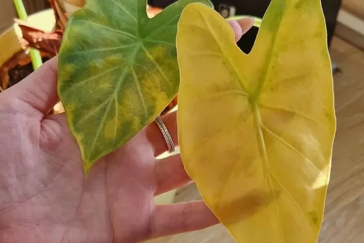 colocasia pourquoi les feuilles de taro jaunissent