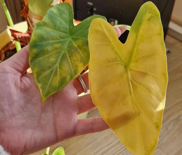 colocasia pourquoi les feuilles de taro jaunissent