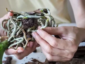 comment couper les racines d'une orchidée