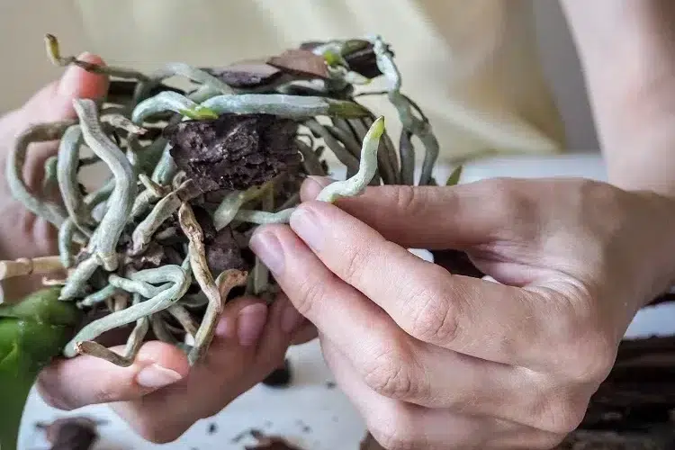 comment couper les racines d'une orchidée