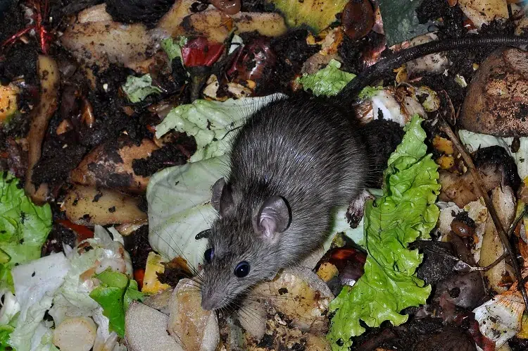 comment eviter les rats dans le composteur
