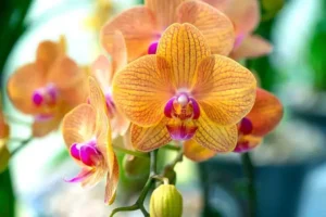 comment faire refleurir une orchidée